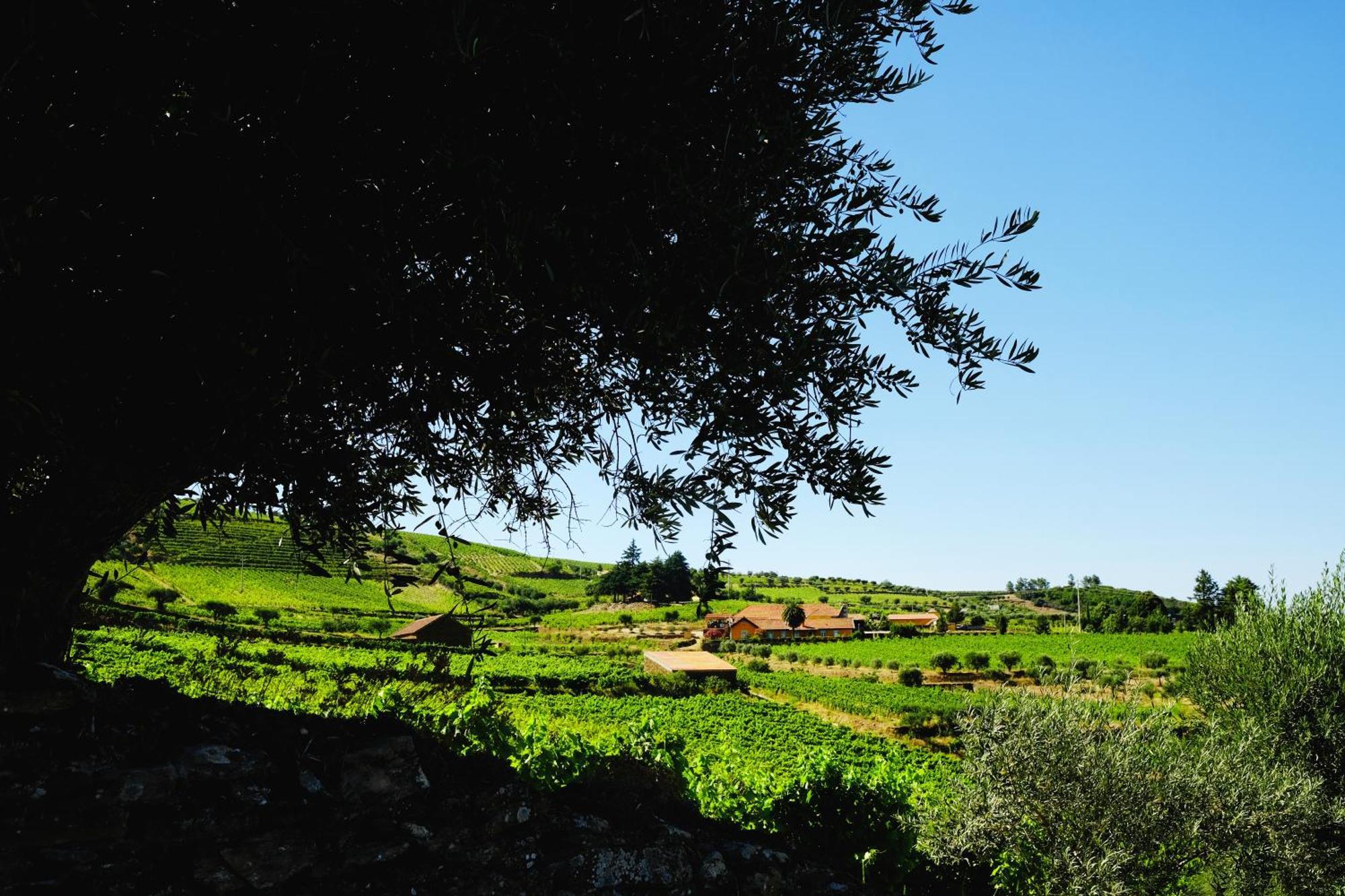 Quinta Do Monte Travesso - Country Houses & Winery Tabuaço Eksteriør billede